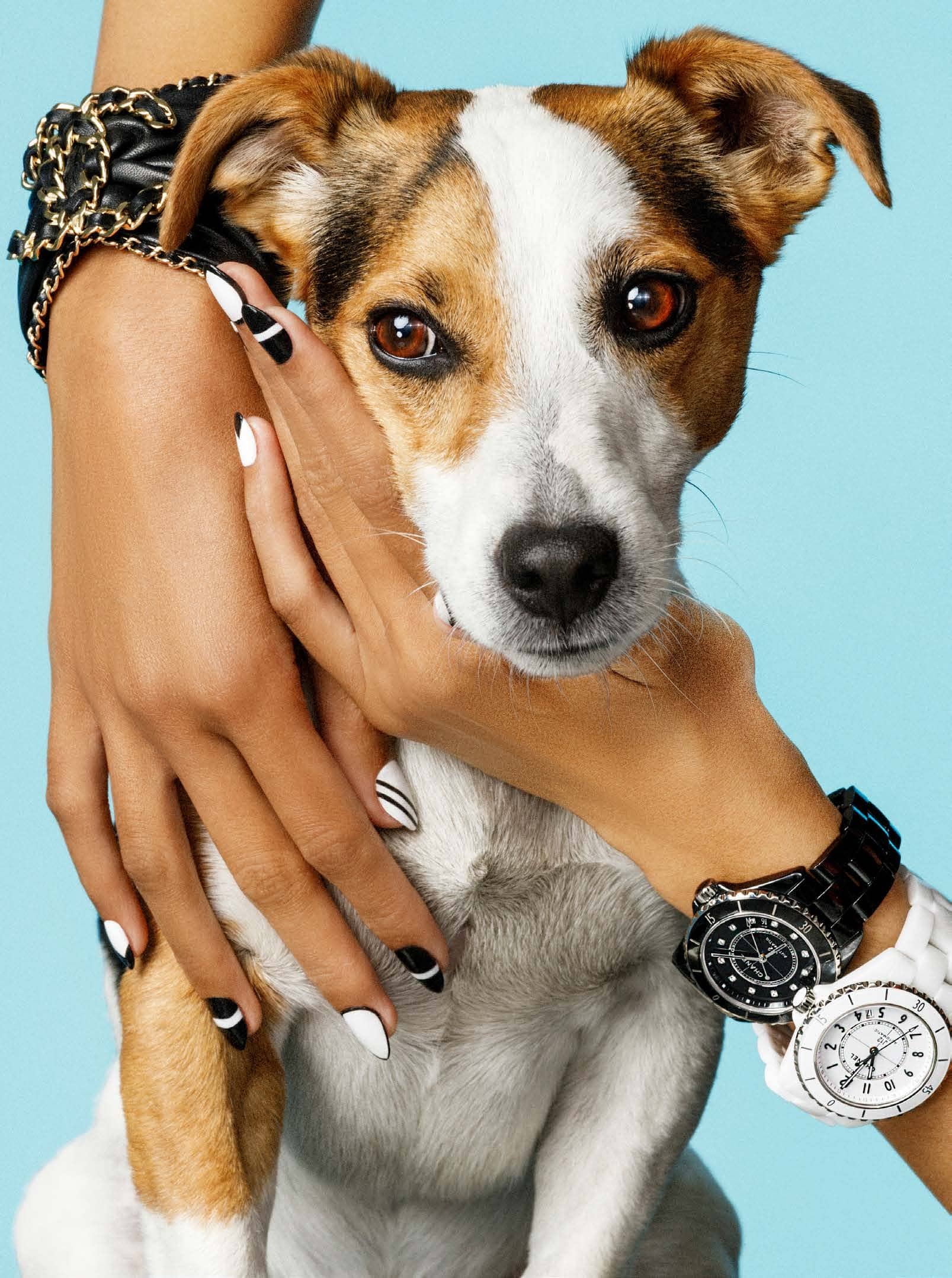 Cute Dogs, Cute Nails, and Cute Jewellery – Because You Deserve It